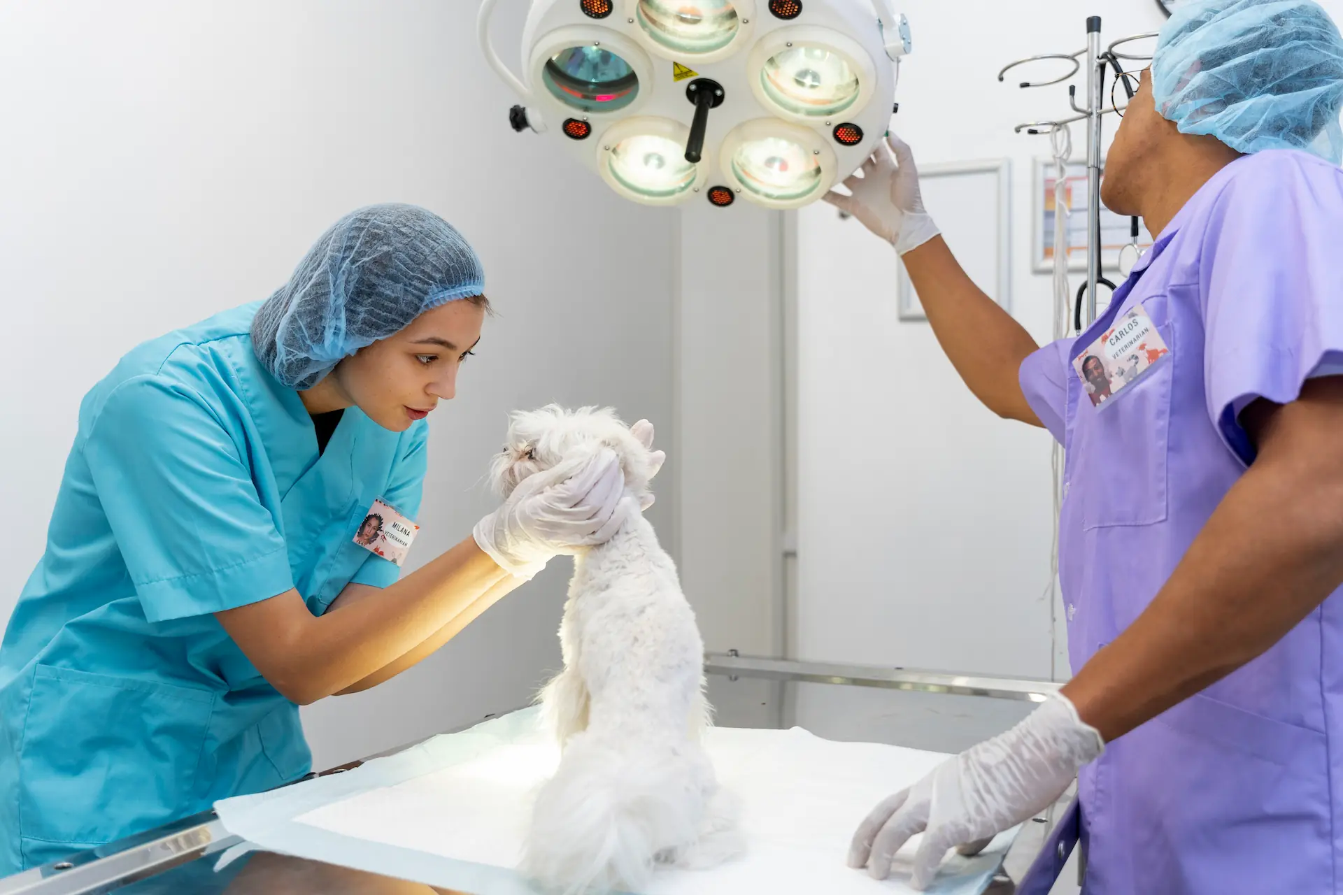 VETCENTRO - Cirugías veterinarias