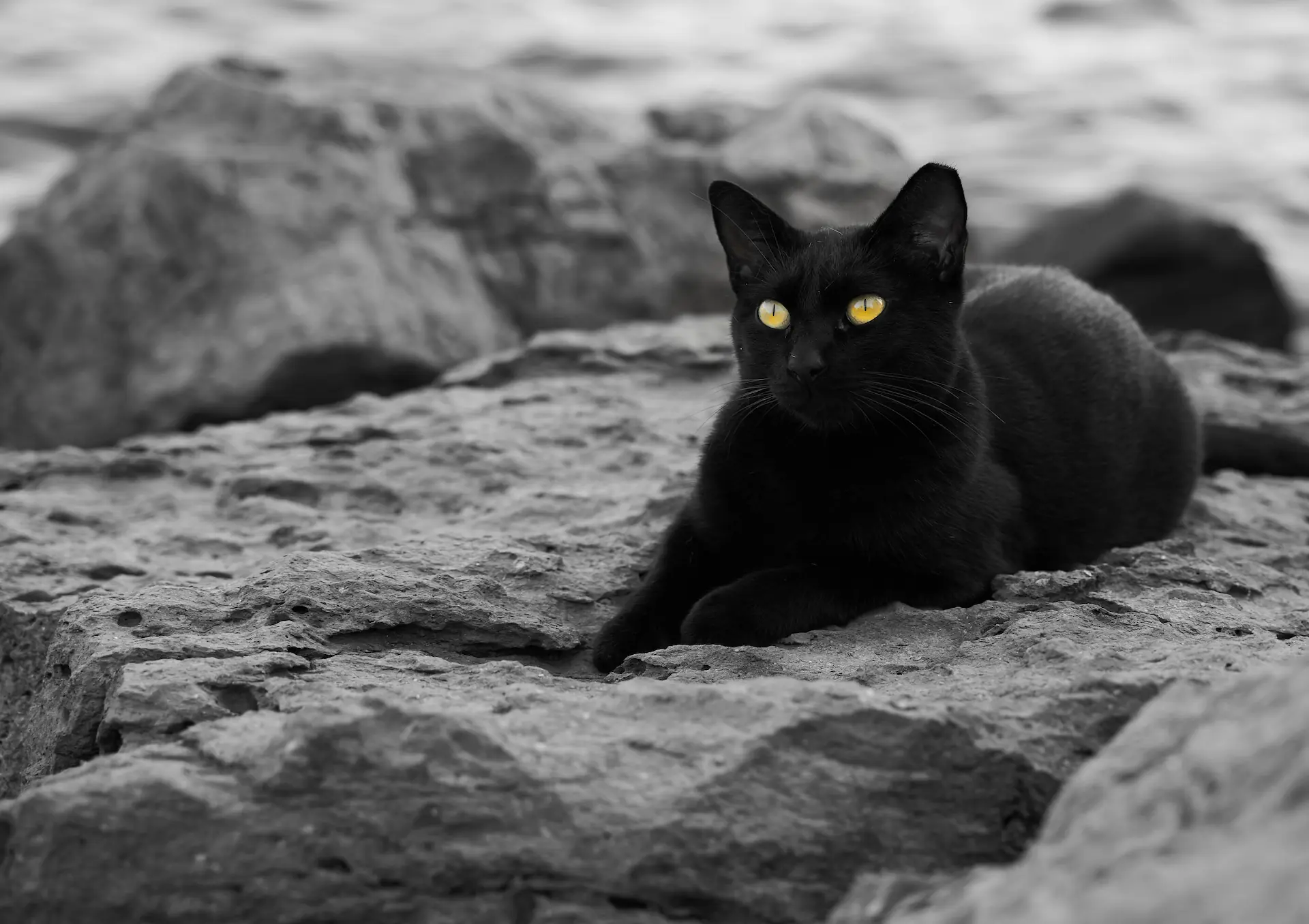 Especialistas en medicina felina