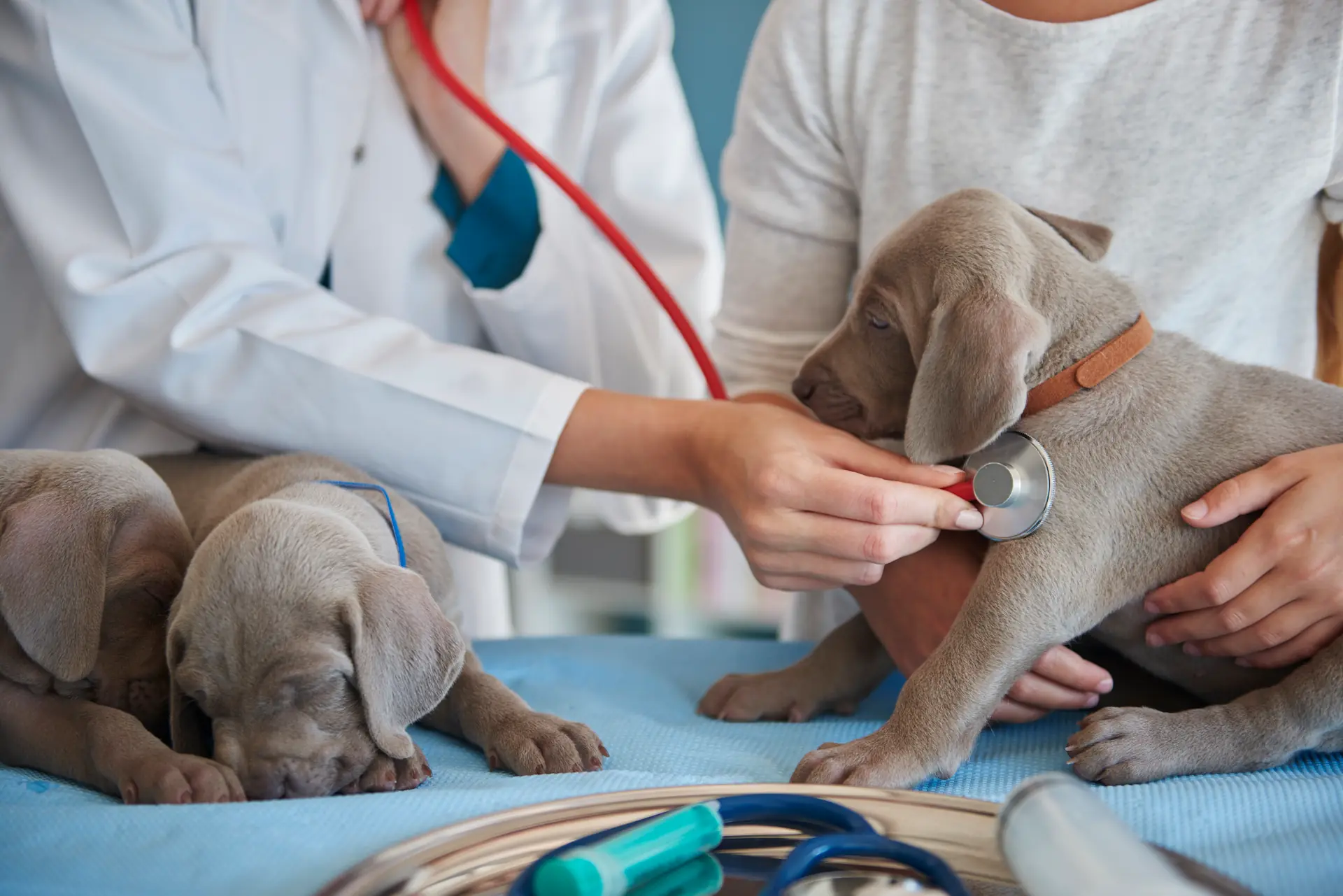 VETCENTRO - Medicina interna veterinaria