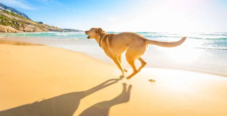 Todas las playas para perros de Málaga 2017