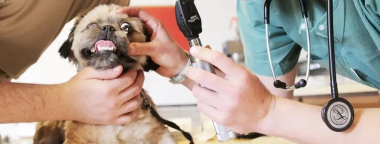 Tu mascota es parte de tu familia, con su salud no te la juegues