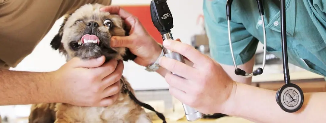 Tu mascota es parte de tu familia, con su salud no te la juegues