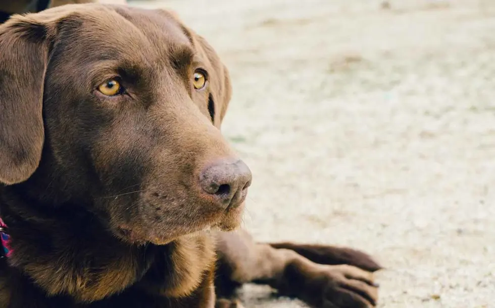 Una nueva vacuna contra la Leishmaniosis que puede salvar la vida de tu perro