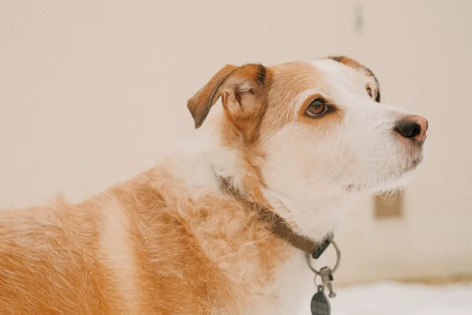Consulta veterinaria por dermatitis en perros: guía práctica