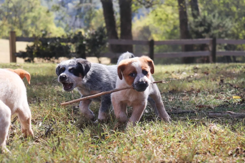 Parásitos intestinales en perros por el campo y sus señales
