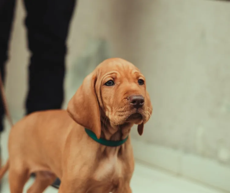 Por qué vacunar a un cachorro: protección esencial