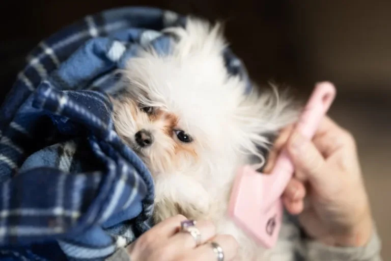 Peluquería canina en Fuengirola: servicios de aseo profesional