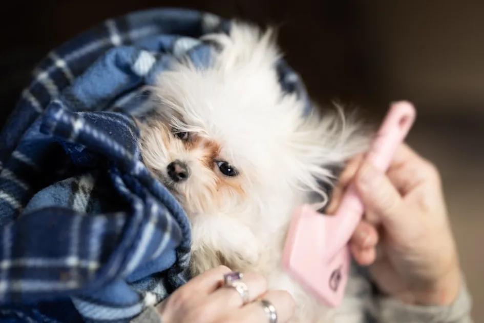 Peluquería canina en Fuengirola: servicios de aseo profesional