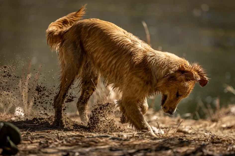 Opciones de tratamiento de alergias en perros comparadas