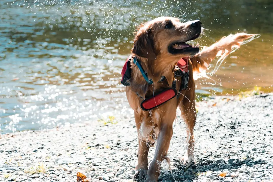 Accesorios para pasear perros en Fuengirola en tienda local