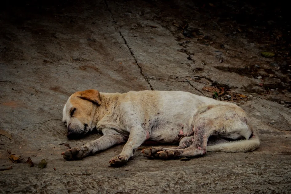 A sickly dog lies on a cracked concrete surface.