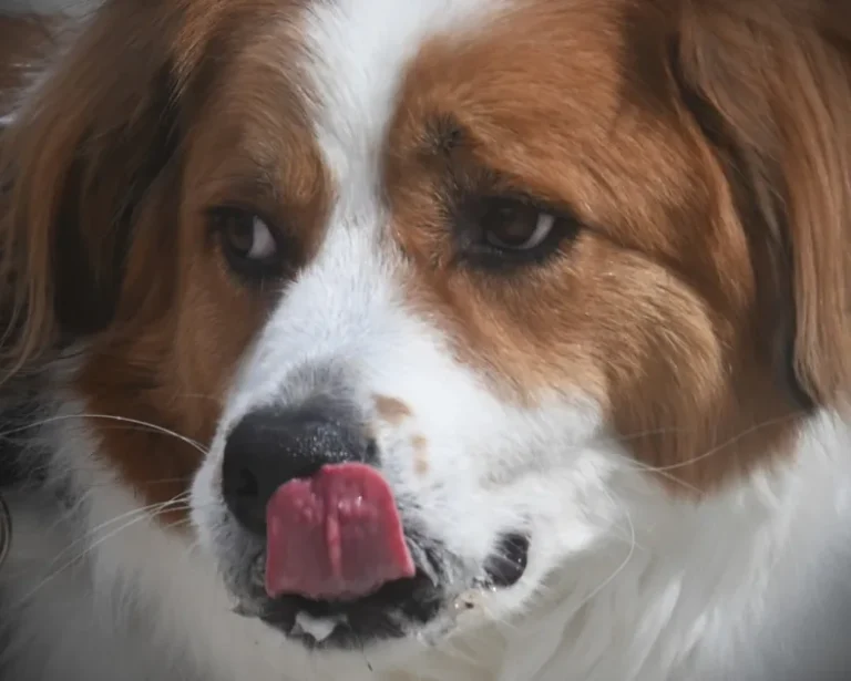 Alimentación según la raza del perro: guía por tamaño y edad