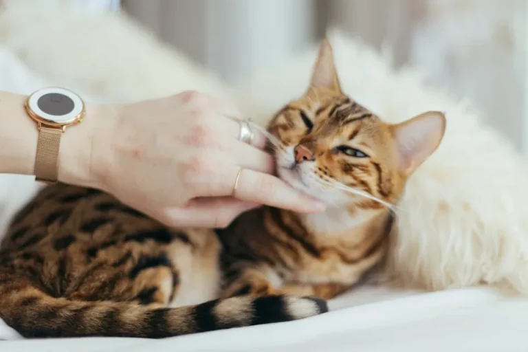 Características de clínicas cat-friendly para gatos sin estrés