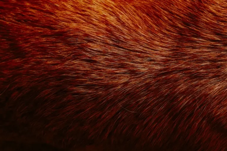 Casos comunes de dermatitis canina presentan patrones específicos