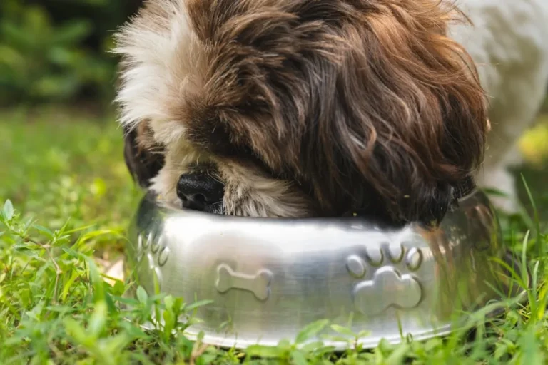 Cómo cambiar el pienso de tu perro paso a paso sin digestivos