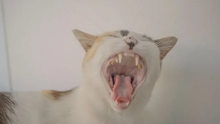 Factores precio limpieza dental gatos explicados