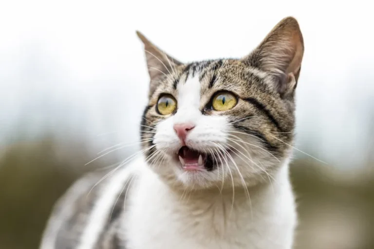 Limpieza dental para gatos en consulta veterinaria