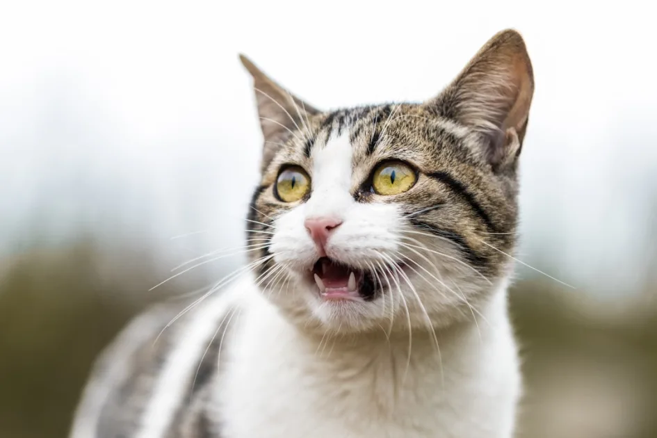 Limpieza dental para gatos en consulta veterinaria