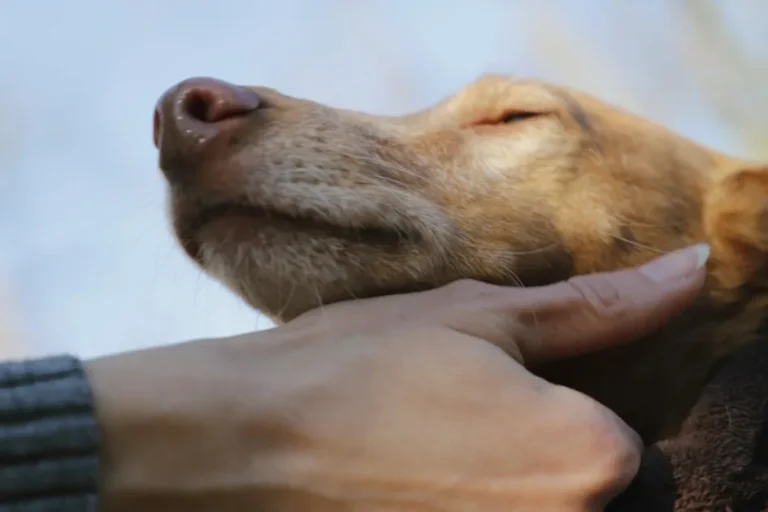 Pienso para perros con problemas de salud: guía por patología