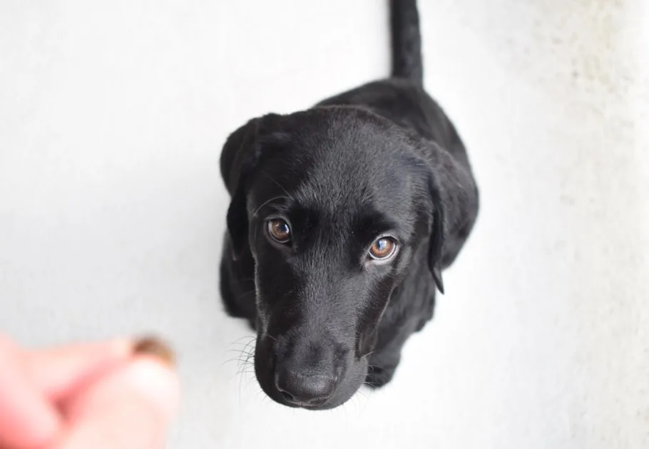Veterinario asesorando sobre ventajas del asesoramiento profesional pienso