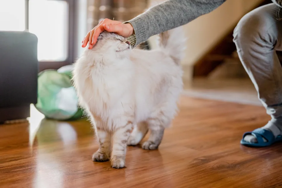 Veterinario para gatos en Fuengirola con ambiente tranquilo