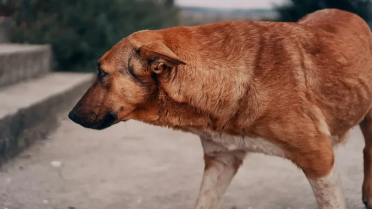 Alimentación y problemas de piel en perros explicados