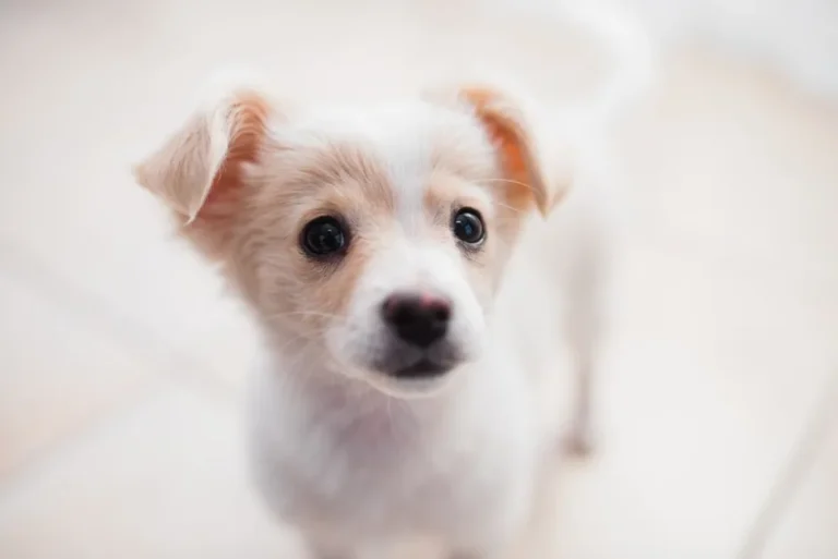 Calendario de vacunación para cachorros completo