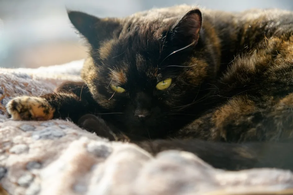 A tortoiseshell cat rests on a soft blanket.