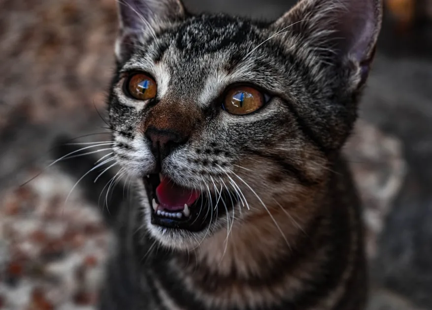 A close up of a cat with it's mouth open