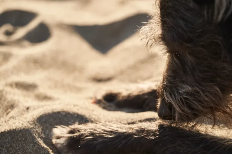 Cómo aliviar el picor de tu perro con baños y cuidados seguros