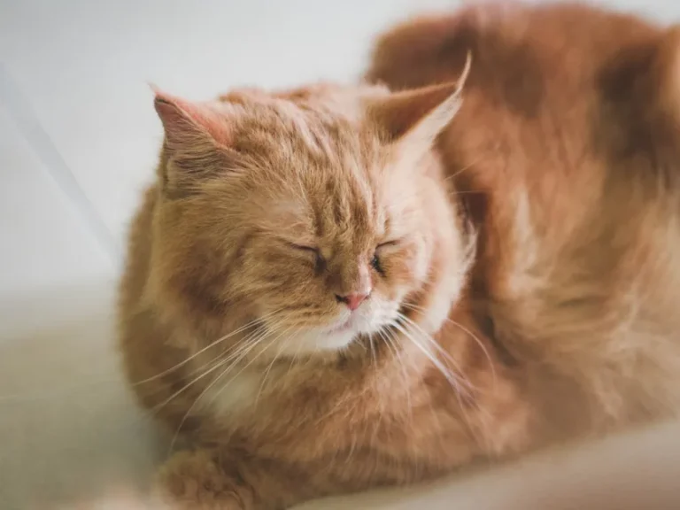 Cómo reducir el estrés de un gato en el veterinario