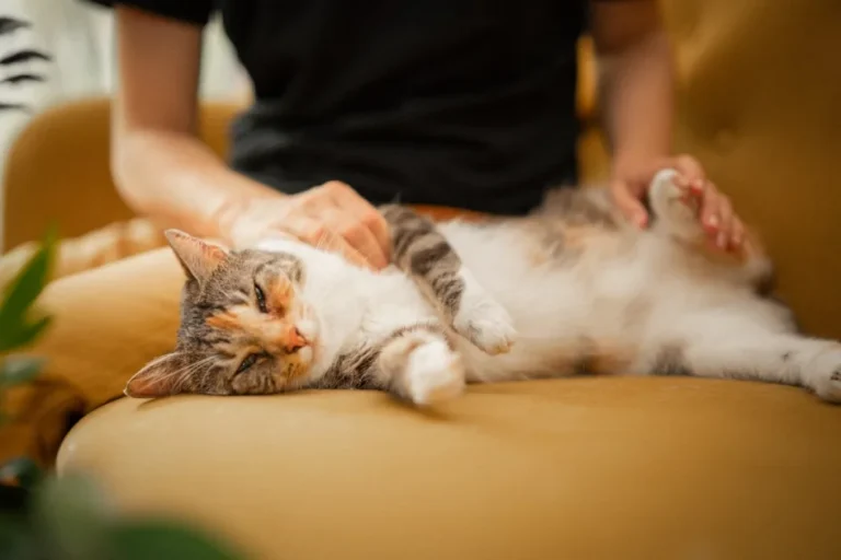 Cuándo llevar al gato al veterinario por mal aliento