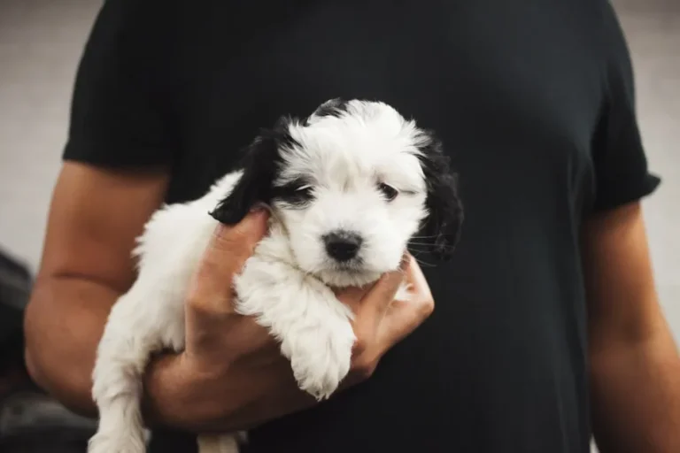 Cuánto cuesta vacunar a un cachorro en España: guía de precios