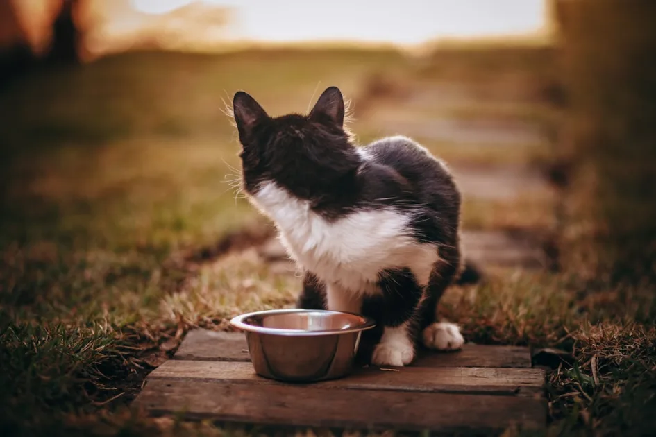 black and white cat on brown wooden table