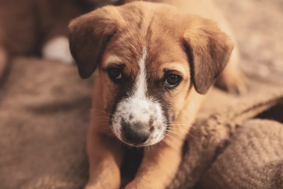 a brown and white puppy laying on top of a blanket