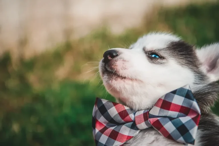Esquema vacunación cachorros explicado paso a paso