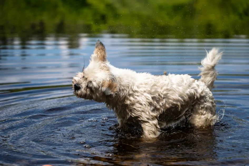 A wet dog enjoys the water.