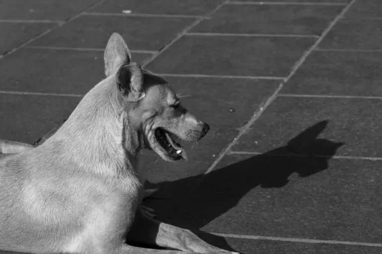 Cómo proteger a tu perro del calor en Fuengirola en verano