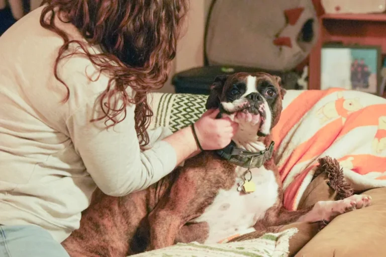 Tipos de alergias en perros: guía comparativa