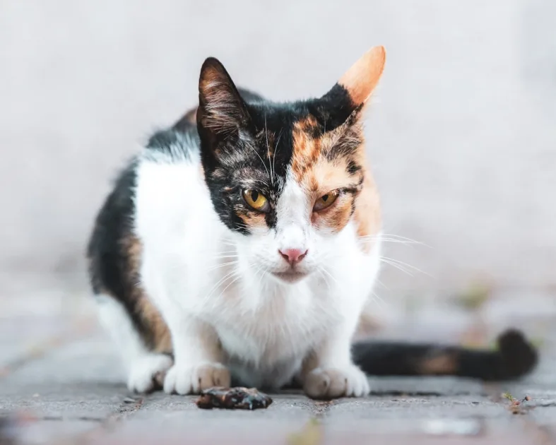 white orange and black cat on brown wooden surface