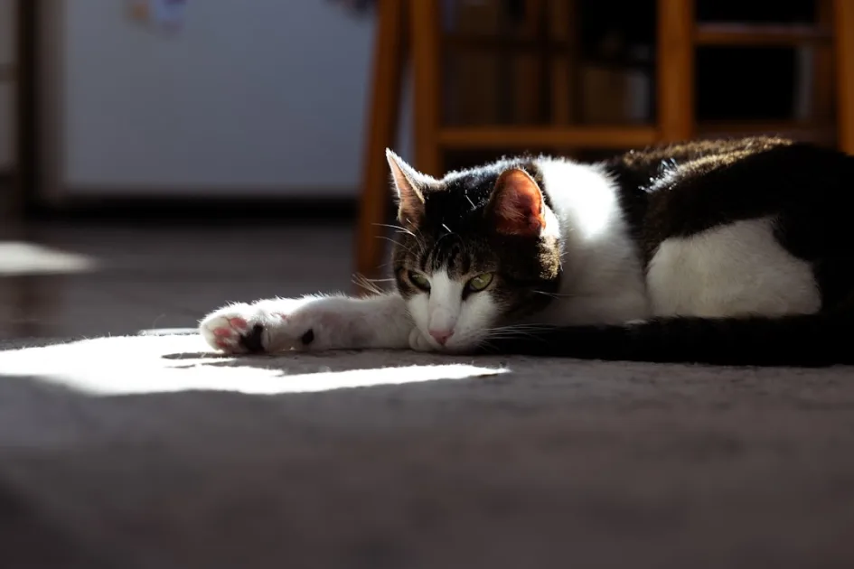 A cat rests on the floor in a sunbeam.