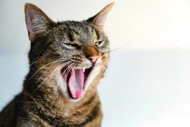Cómo limpiar los dientes a un gato correctamente