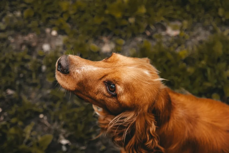 golden retriever lying on green grass field during daytime