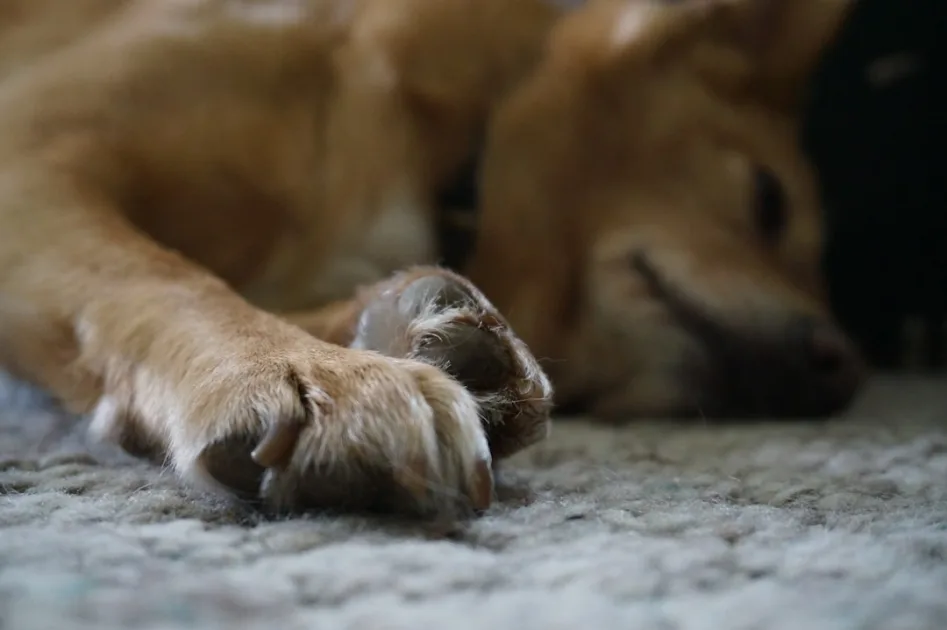 A light brown dog sleeps peacefully on a rug