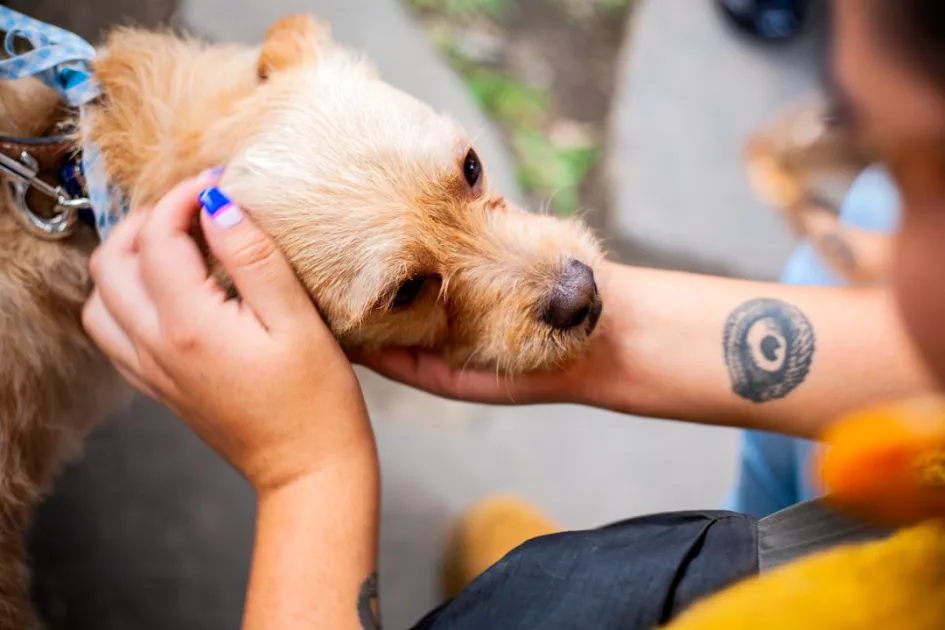 man holding short-coated tan dog
