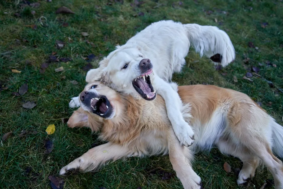 Dua golden retriever bermain kasar di rumput