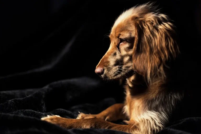 Señales de que el pienso le sienta mal a tu perro