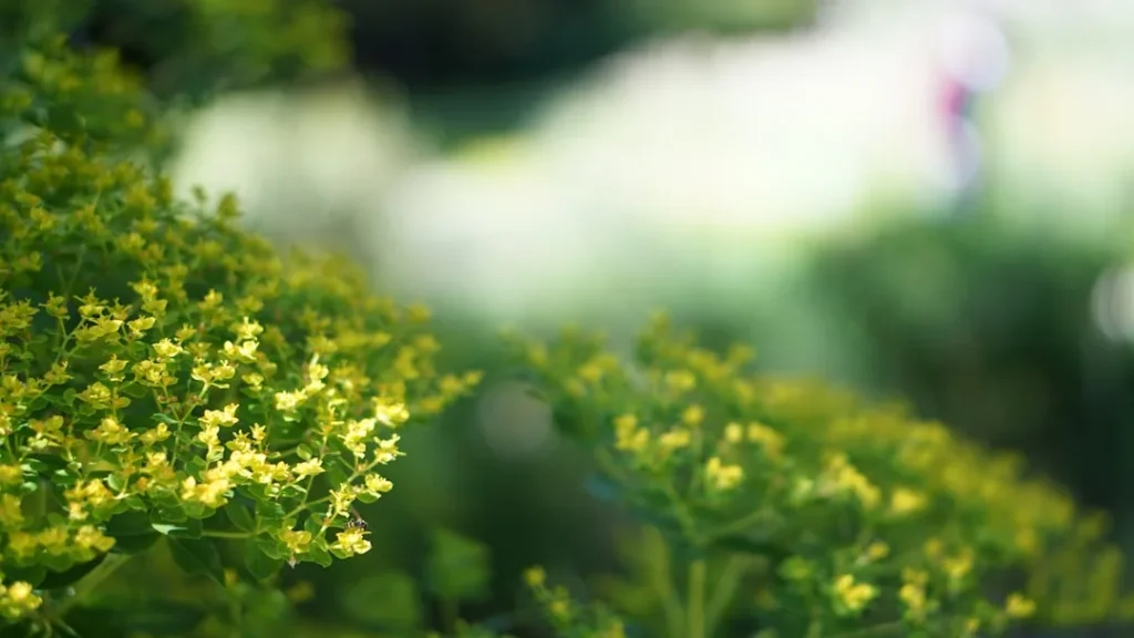 yellow flowers in bloom