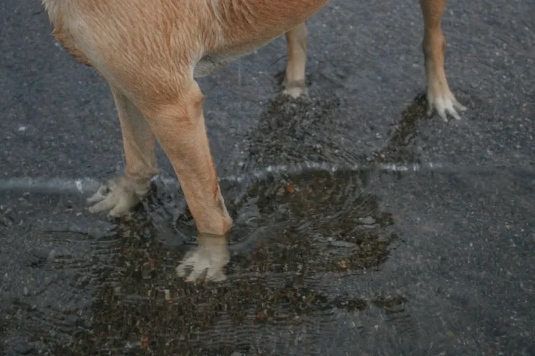Picores estacionales en perros: pólenes y calor en la Costa del Sol