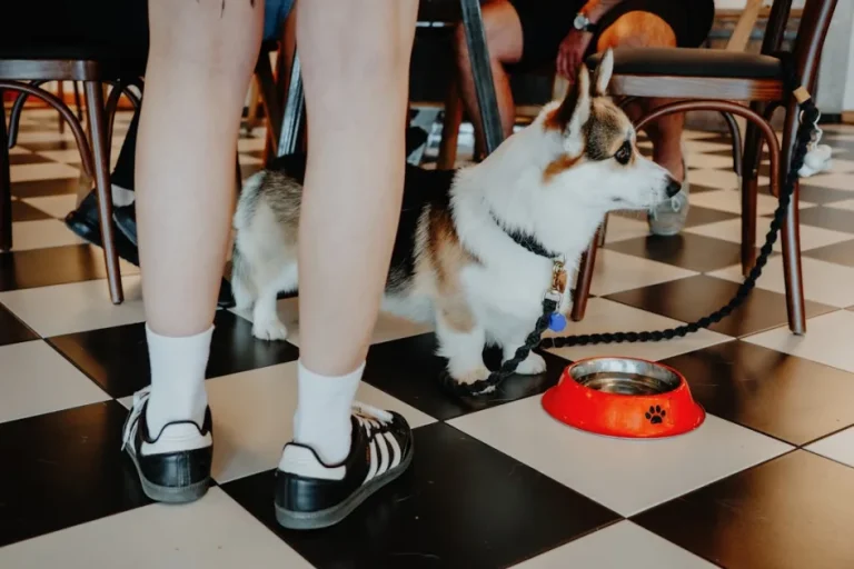 Pienso barato vs pienso premium para perros: diferencias reales